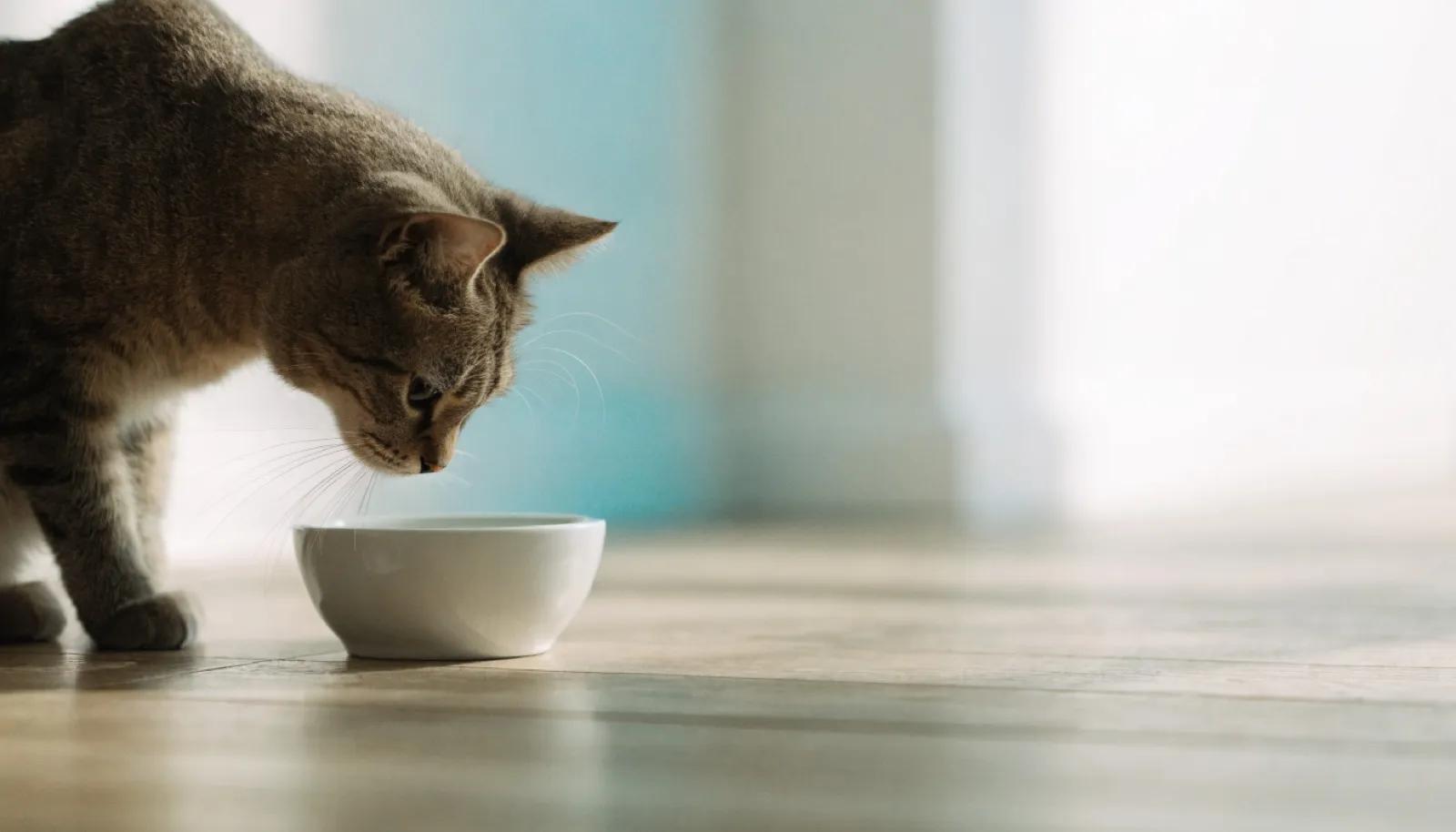 My Cat Is Not Drinking Water: 8 Practical Fixes and When to Worry