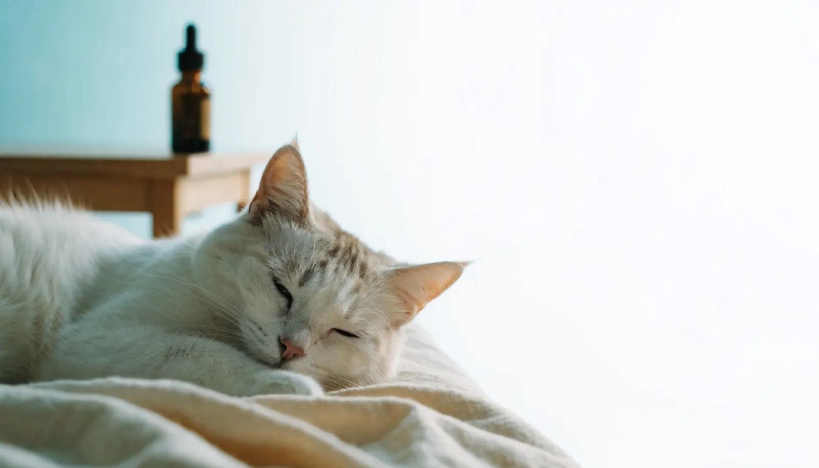 Calming Products for Cats: Drops, Sprays and Diffusers Compared