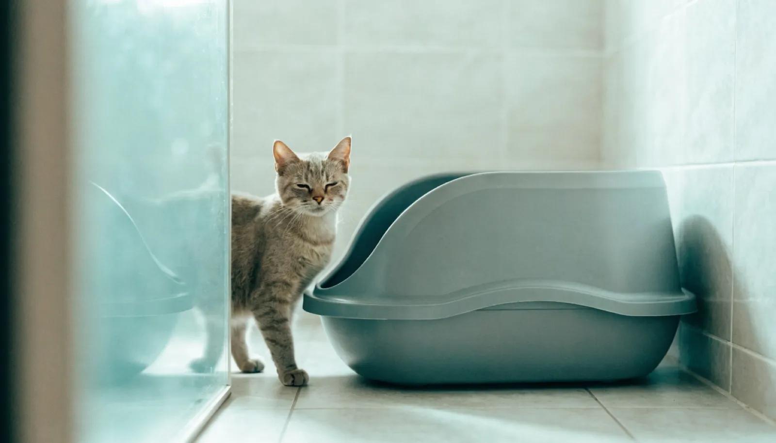 Urinary Problems in Cats: The Signs an Owner Can Notice