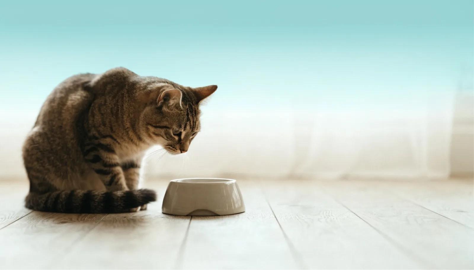 Digestive Problems in Cats: What Frequent Vomiting and Soft Stool Mean
