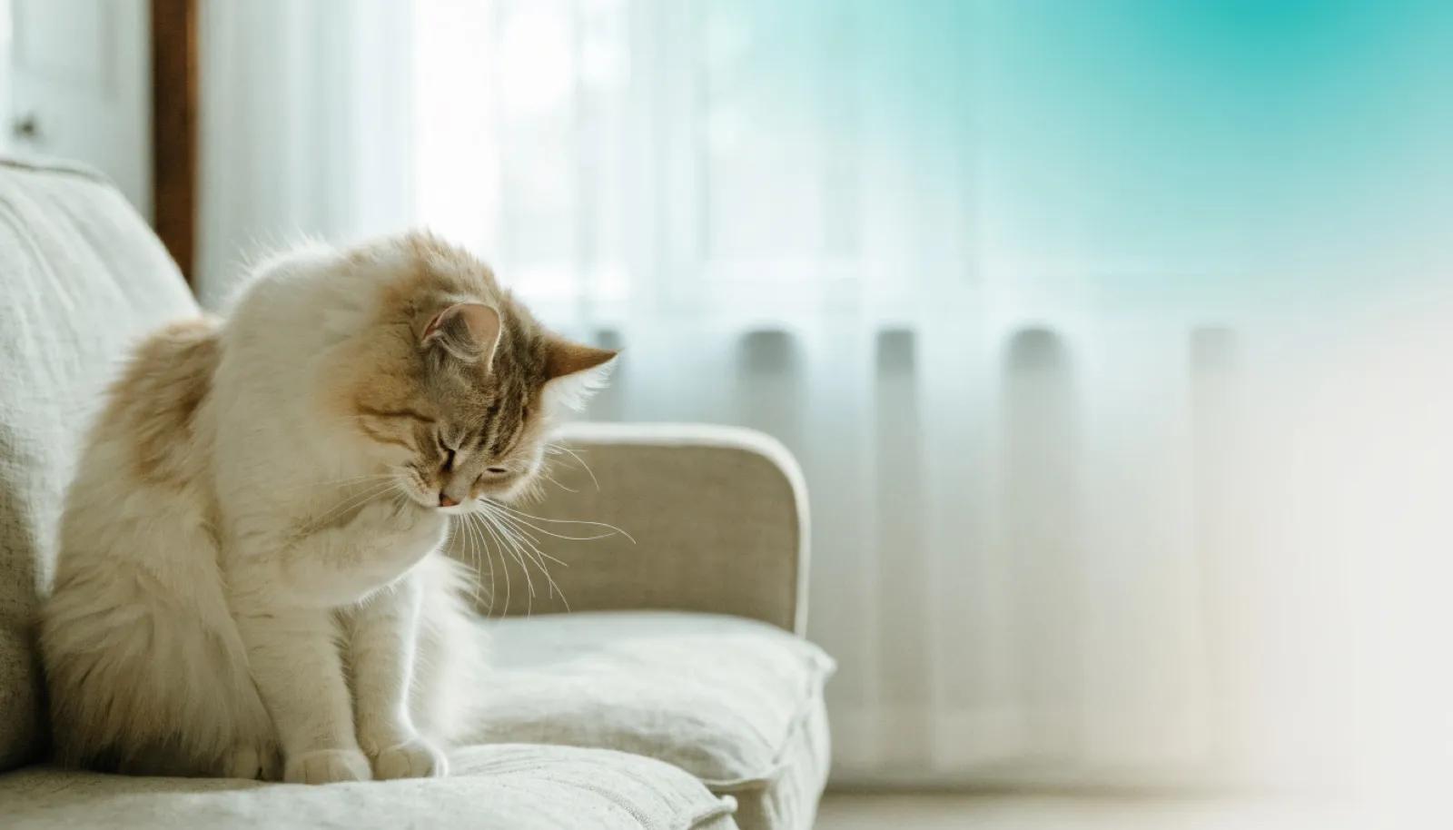 Hairballs in Cats: Why They Form and How to Reduce Them