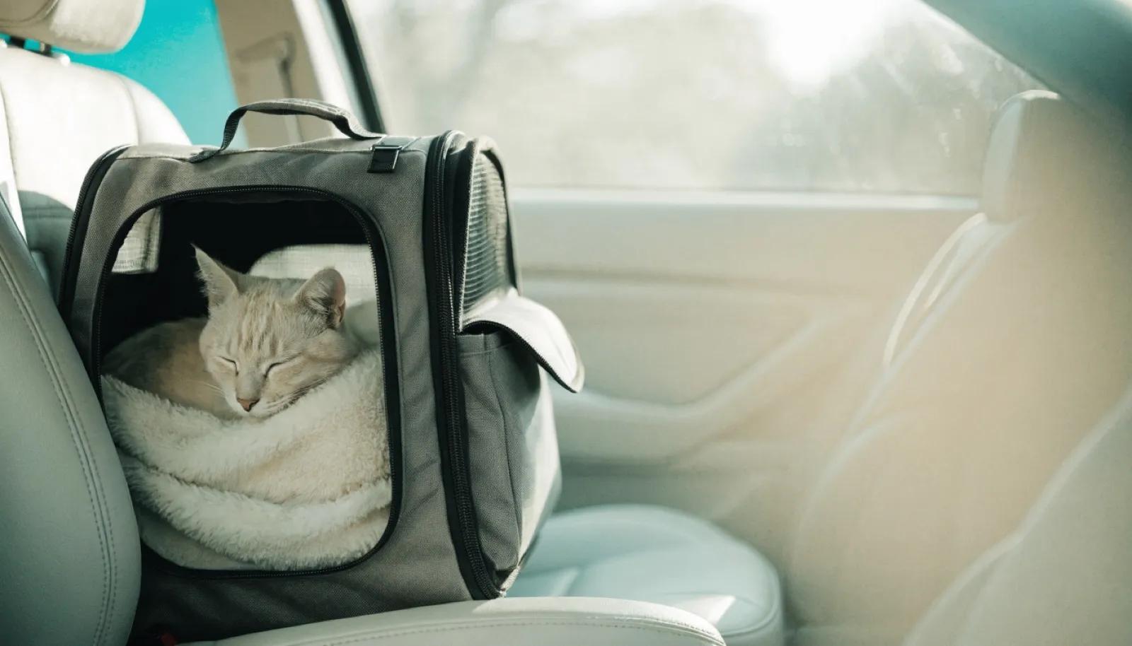 Travel Stress in Cats: A Guide to the Car and the Carrier