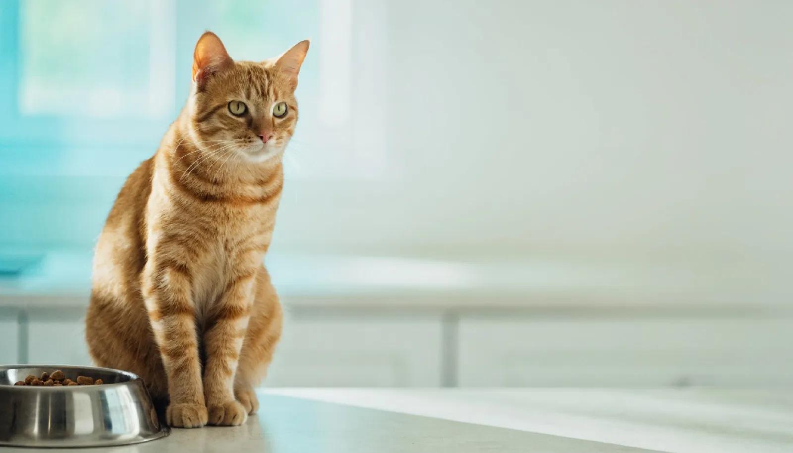 Salmon Oil and Omega-3 for Cats: What They Do and How to Give Them