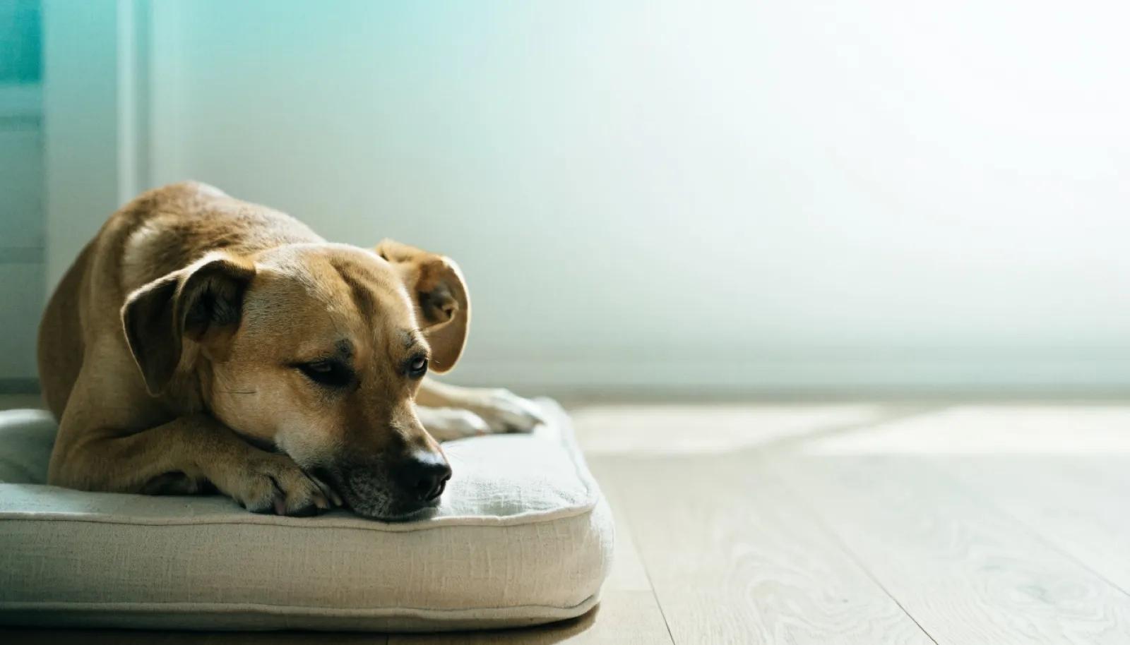 My Dog Has Diarrhoea: What to Do at Home and When to See a Vet