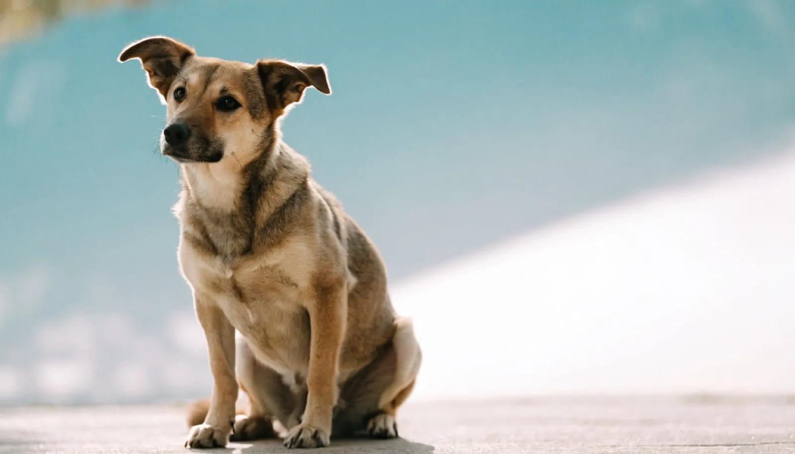 Immune Support in Dogs: Which Vitamins and Minerals Play a Role?
