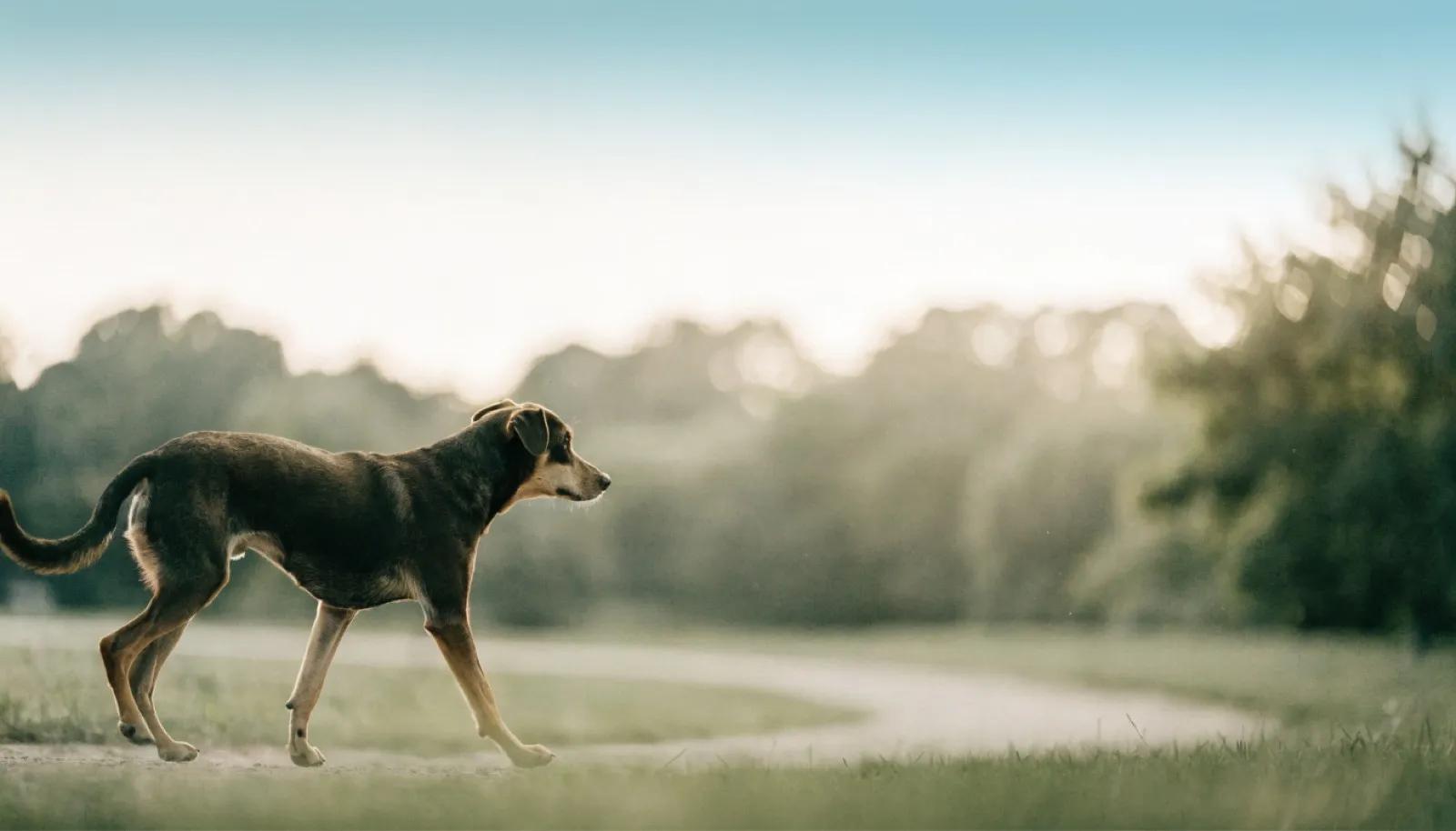 Glucosamine and Chondroitin in Dogs: What They Do and Do Not Do