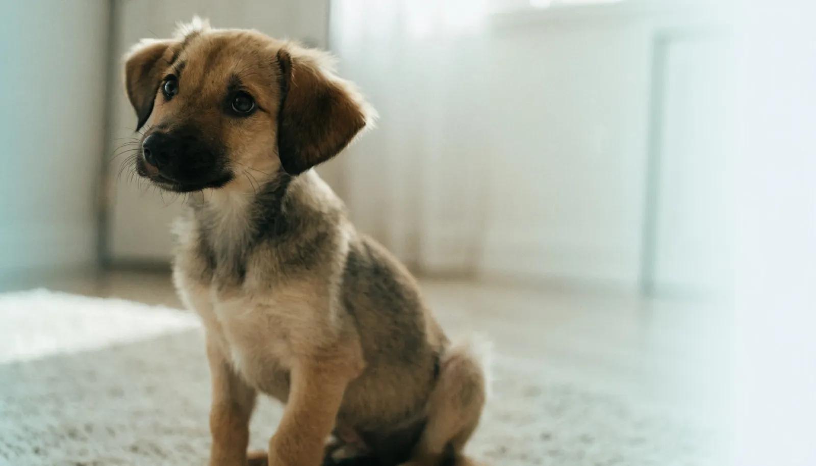 A Puppy's First Six Months: Immunity and Nutrition