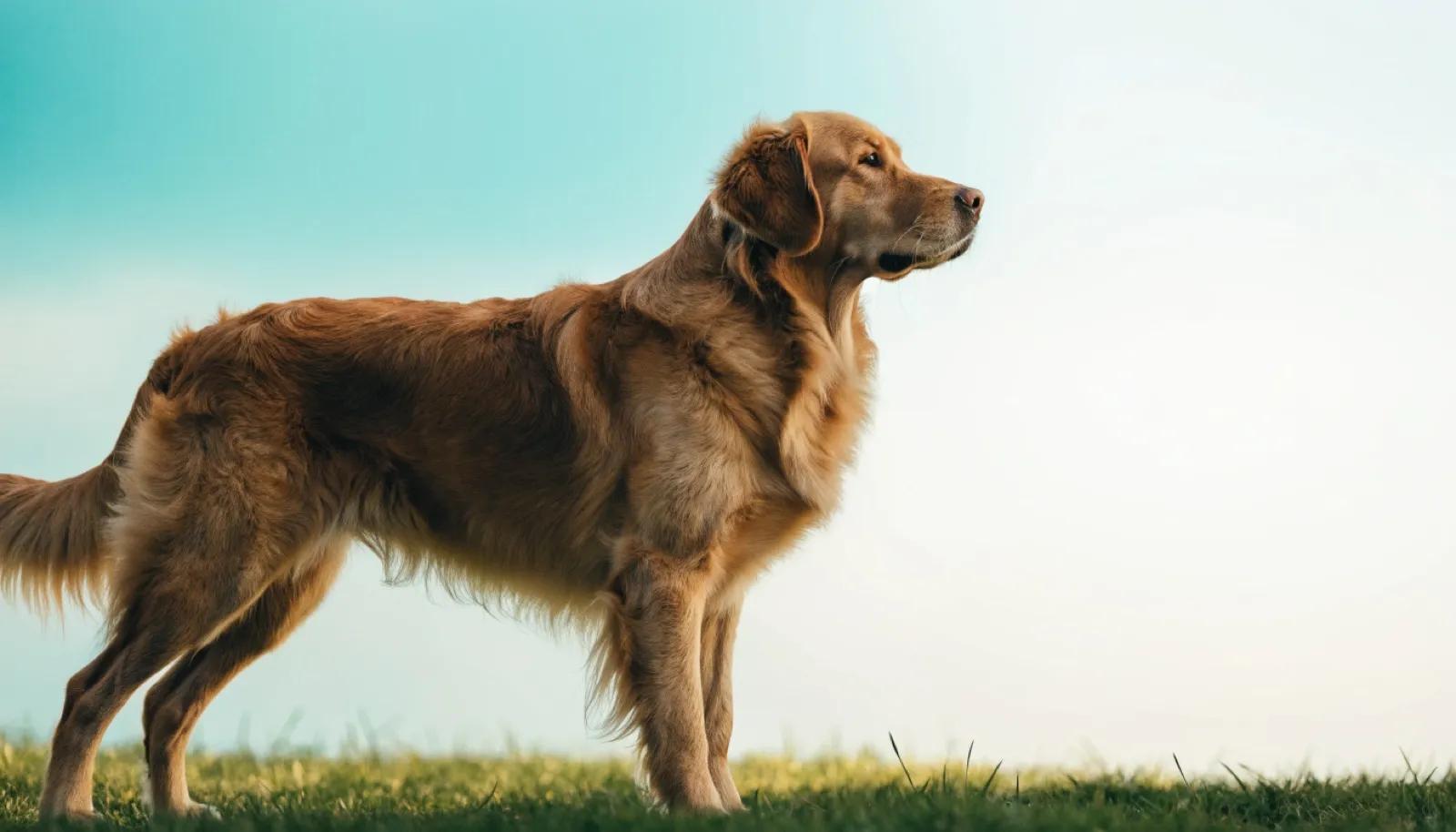 Hip Dysplasia in Large-Breed Dogs: Signs and What Owners Can Do
