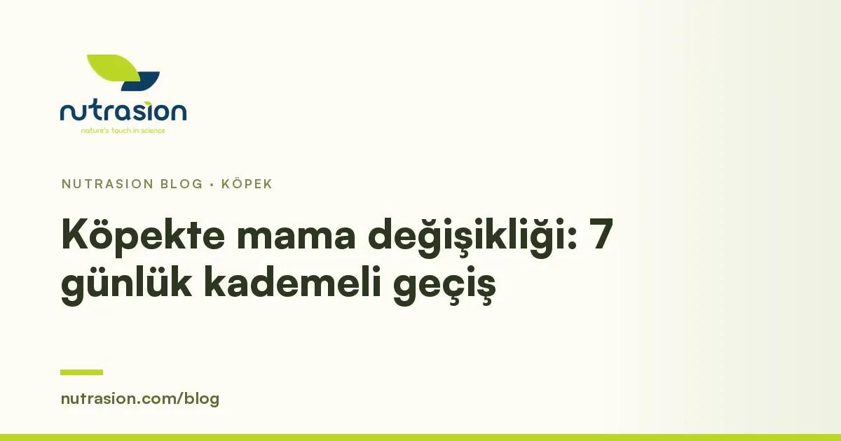 Köpekte Mama Değişikliği: 7 Günlük Kademeli Geçiş Nasıl Yapılır?