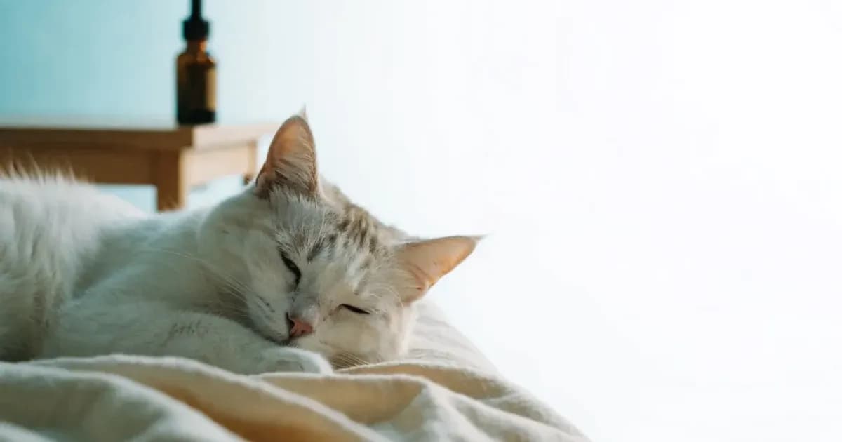 Calming Products for Cats: Drops, Sprays and Diffusers Compared