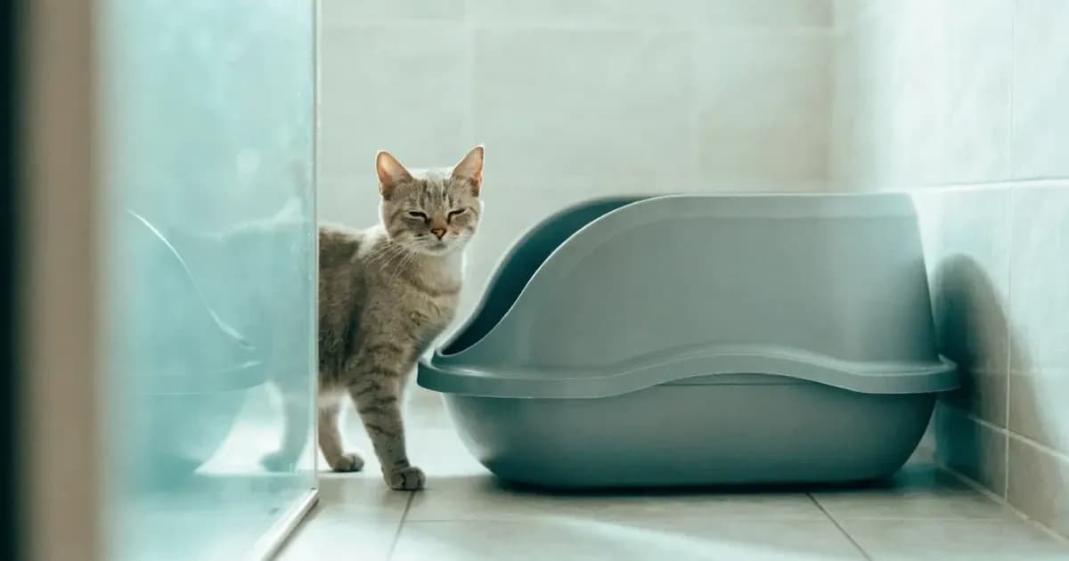 Urinary Problems in Cats: The Signs an Owner Can Notice
