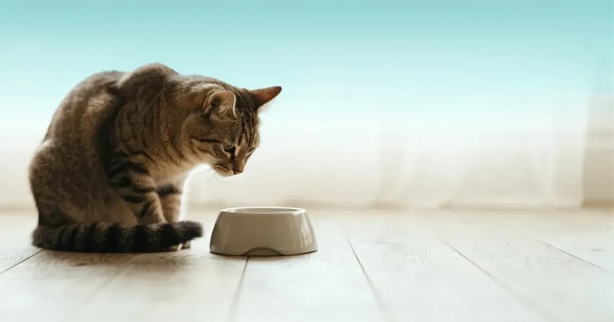 Digestive Problems in Cats: What Frequent Vomiting and Soft Stool Mean