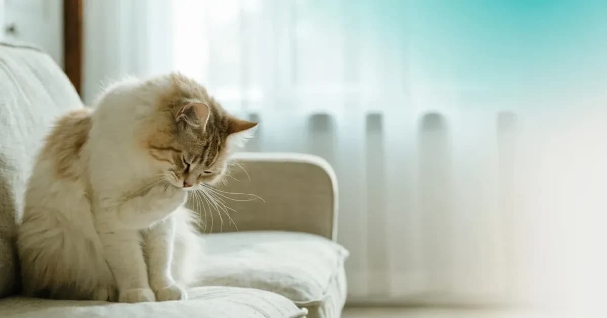 Hairballs in Cats: Why They Form and How to Reduce Them
