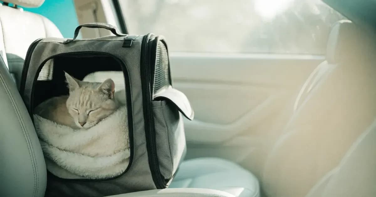 Travel Stress in Cats: A Guide to the Car and the Carrier