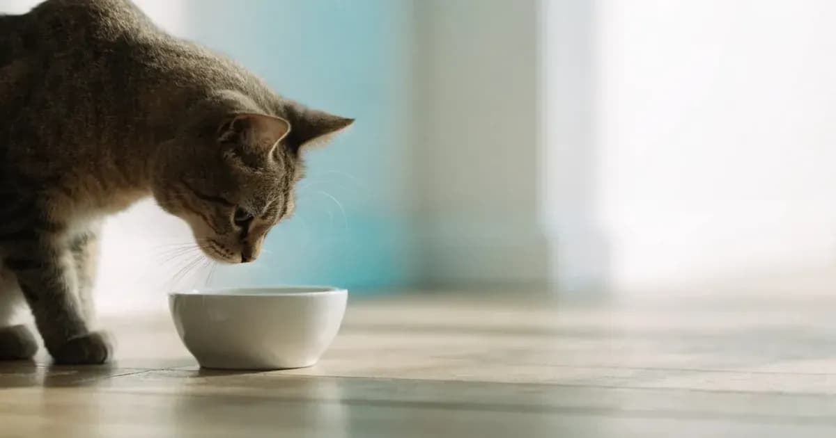 My Cat Is Not Drinking Water: 8 Practical Fixes and When to Worry