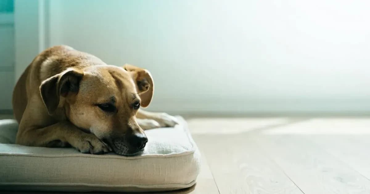 My Dog Has Diarrhoea: What to Do at Home and When to See a Vet
