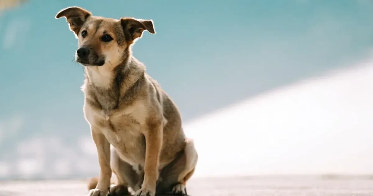Immune Support in Dogs: Which Vitamins and Minerals Play a Role?