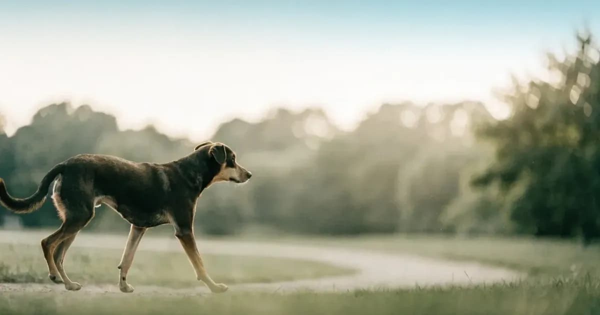 Glucosamine and Chondroitin in Dogs: What They Do and Do Not Do