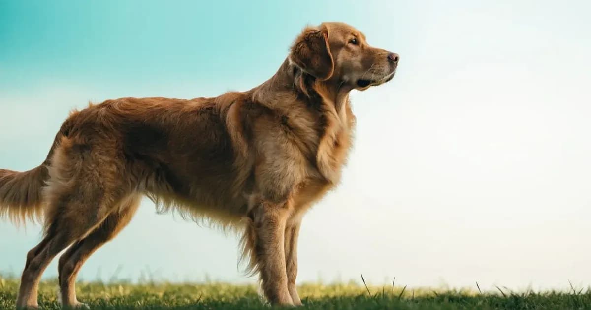 Hip Dysplasia in Large-Breed Dogs: Signs and What Owners Can Do